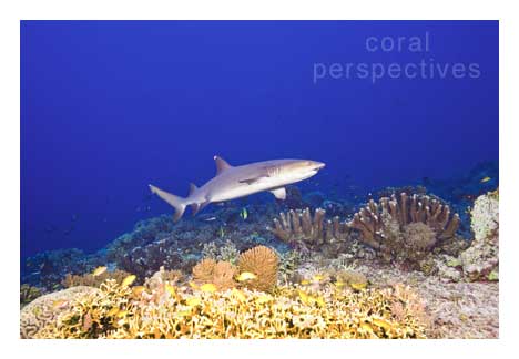 Reef Shark over Hard Coral