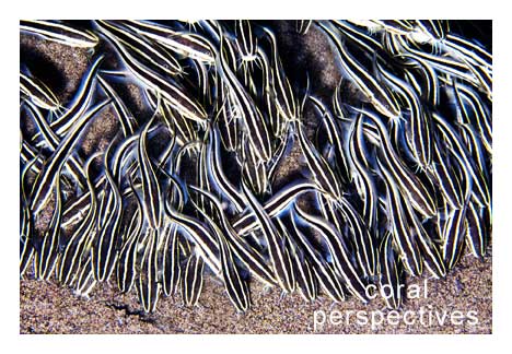 School of Striped Catfish