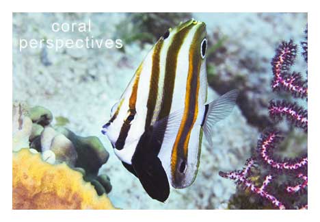 Two-Eyed Coralfish