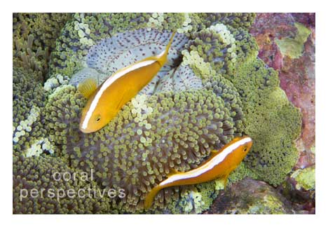 Two Skunk Anemonefish