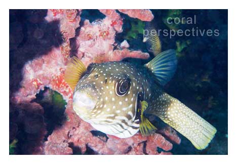White Spotted Pufferfish