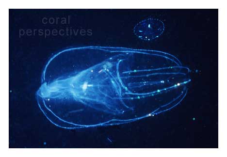 Comb Jelly