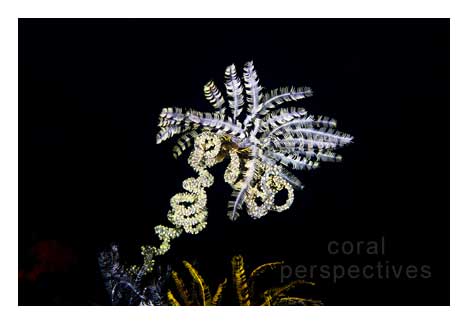 Crinoid on Spiral Coral