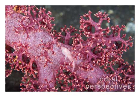 Ghost Goby on Red Soft Coral