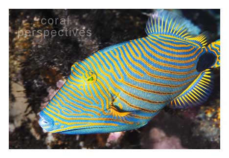 Orange-Lined Triggerfish