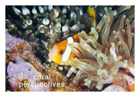 Clownfish Guarding Eggs