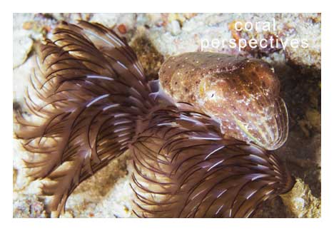 Cuttlefish in a Feather Duster