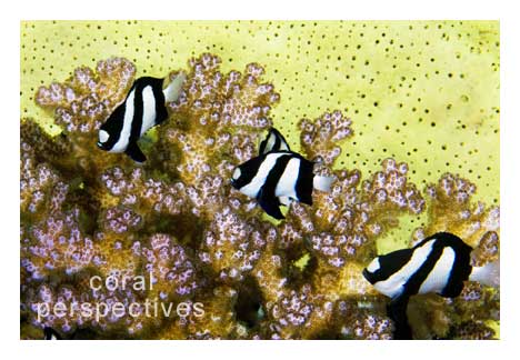 Damsels in a Sponge