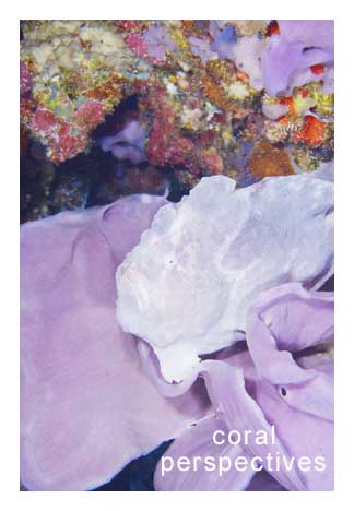 Giant Frogfish in a Sponge