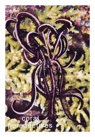 Crinoid on Staghorn Coral