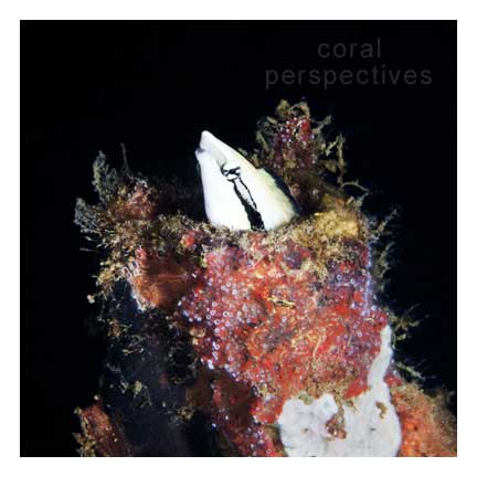 Blenny in a Hole (square)