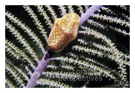 Flamingo Tongue
