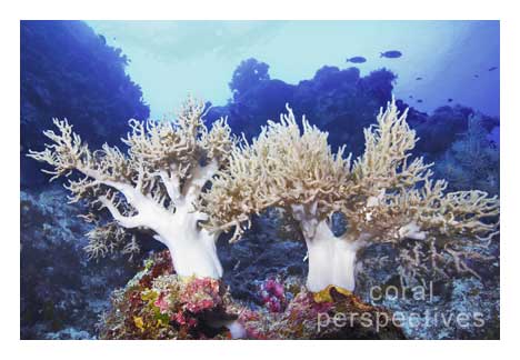 Ivory Soft Corals