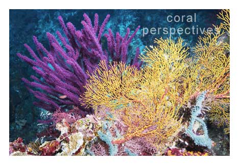Magenta and Yellow Soft Corals