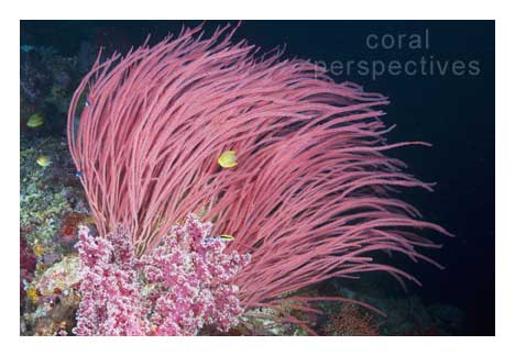 Pink Whip Coral and Damselfish