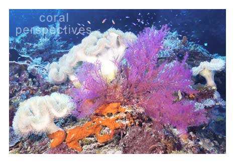 White and Magenta Soft Corals
