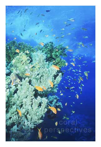 Aqua Soft Coral Scene